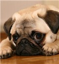 cuteePuug<3