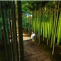 The fairy's stroll_tikurin