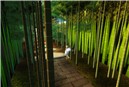 The fairy's stroll_tikurin
