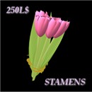 Bunch of Pink Tulips