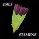 Bunch of Purple Tulips