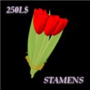 Bunch of Scarlet Tulips