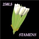 Bunch of White Tulips