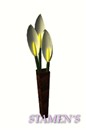 Peace Lilly's