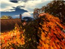 GION-Autumn Tints