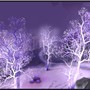 Crystalsong Forest 1