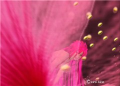 Eshi Otawara's Hibiscus Dream dress