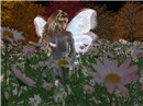 White Wings