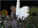 White Wings(2)