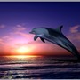 Dolphin Sunset
