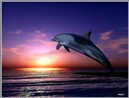 Dolphin Sunset