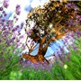 My garden2