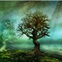 The Secret of the Trees