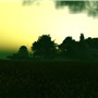 flower field: green