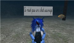 Ce n'est pas un chat sauvage - Patchouli Woollahra