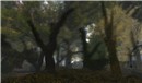 forest at dawn - watcher Castaignede