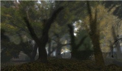 forest at dawn - watcher Castaignede