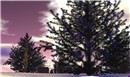 Winter Calls - Poid Mahovlich