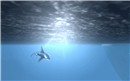 Under the sea