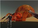 Rodion and the Orb weaver