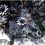 Snow Flower