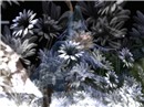 Snow Flower
