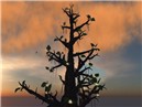 tree_003