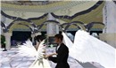 white wings