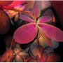 Flowerful_008