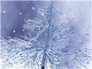 delicate tree