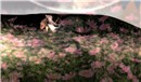 ReZoNe - Clarrice Cinquetti