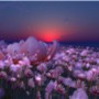 The Flower Garden Of a Lotus