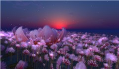 The Flower Garden Of a Lotus