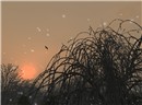 Snowy Sunset in Sengoku