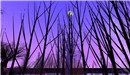 purple winter moon