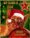 My Cat "Tico"