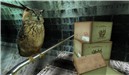 owl
