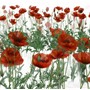 lipstick poppies