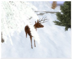 deer