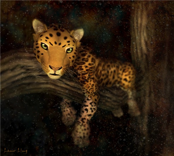Leopard