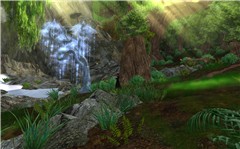 The Joy of the Forest