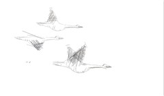 Migratory bird