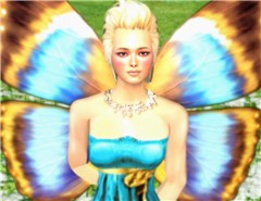 butterfly