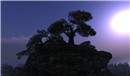 Sculpted Tree - Koinup Burt