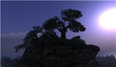 Sculpted Tree - Koinup Burt
