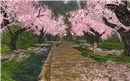 Tree of cherry blossoms