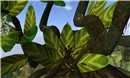 SPIRIT TREE