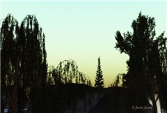 Forest Dawn