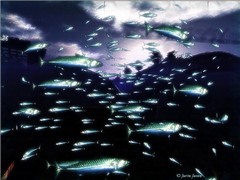 Abyss Museum of Ocean Science