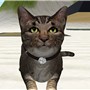 Portrait of a cat